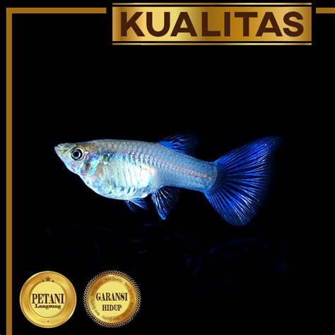 Jual Guppy Blue Moscow Betina Ikan Hias Aquascape Hiasan Aquarium Tanaman Air Shopee Indonesia