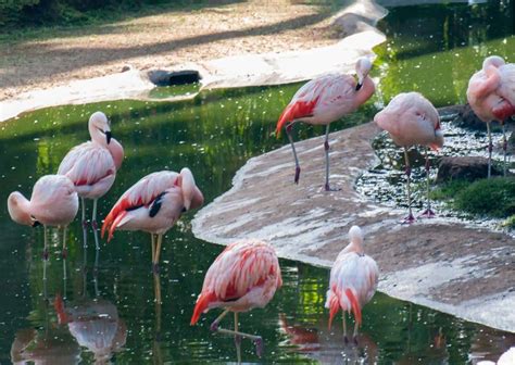 Flamingo Behavior - AnimalBehaviorCorner