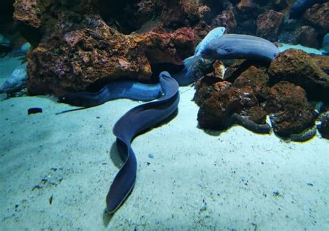 What Do Eels Eat Diet And Facts