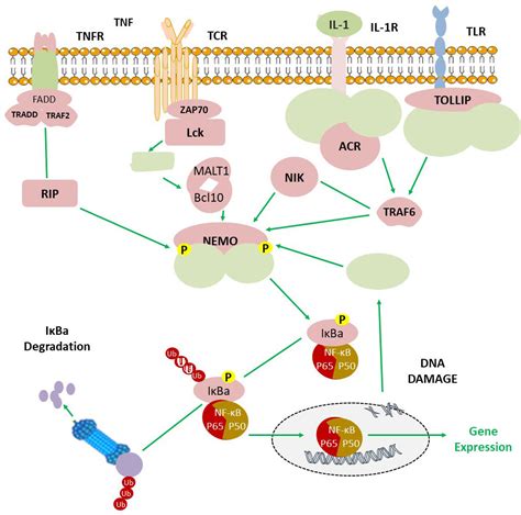 Nf κb Inhibitors Nf κb Signaling Pathway Boc Sciences