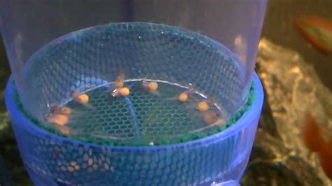 Yellow Lab Cichlid Fry In Diy Egg Tumbler Wigglers Feb