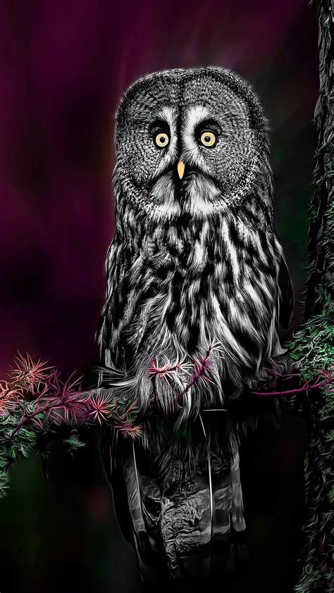 1920x1080px 1080p Free Download The King Of Owls Owl Great Bird