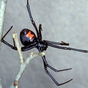 Venomous Spiders in Florida: A Danger to Humans – Nature Blog Network