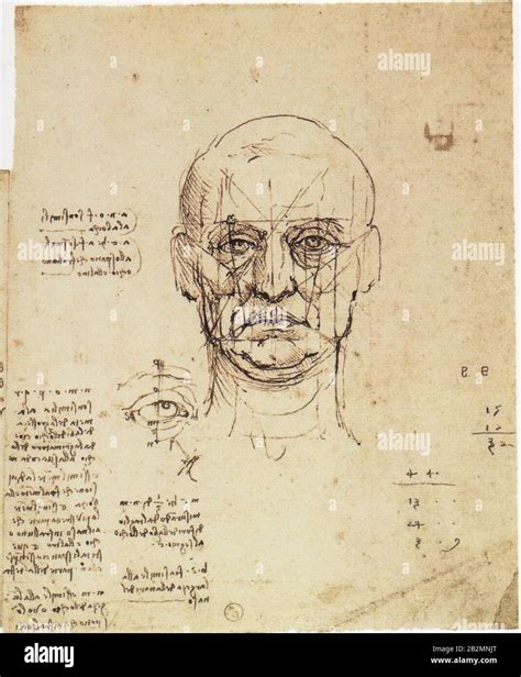 Leonardo Da Vinci Estudio De Proporciones De La Cara Con Detalles De