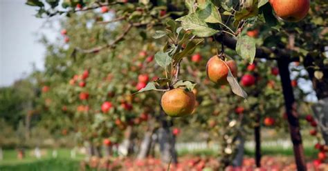 Découvrez ces astuces imparables pour protéger les arbres fruitiers des