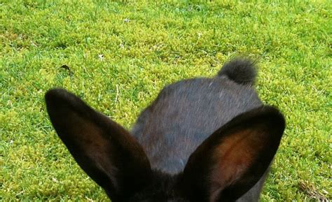Penny S Hot Birding And Life Black Rabbit At Work