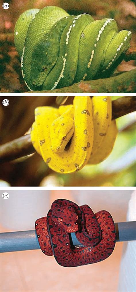 The Three Colour Morphs Of The Green Python Morelia Viridis In Typical