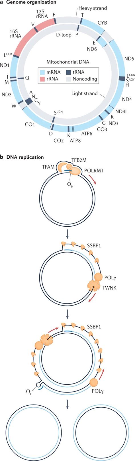 Nature Reviews Genetics On Twitter The Mitochondrial Genome Is Co