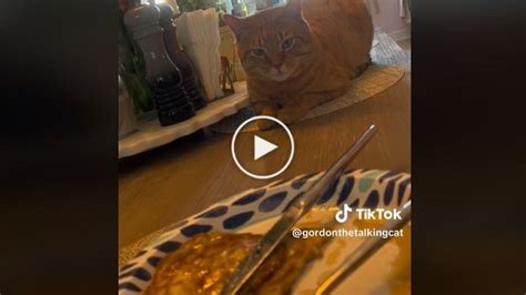 Le chat découvre qu il aime les crêpes dans une vidéo totalement