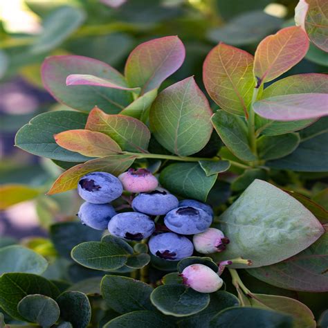 Vaccinium X Silver Dollar Bushel Berry Blueberry SiteOne