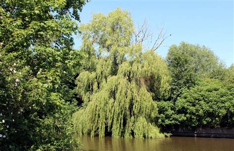 Weeping Willow Graze Green Free Photo On Pixabay