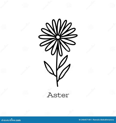 Aster Flower Doodle Vector Hand Drawn Line Sketch Stock Vector