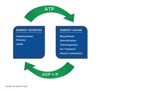 CHAPTER 5 LESSON 4 METABOLIC ENERGY SYSTEMS Flashcards Quizlet