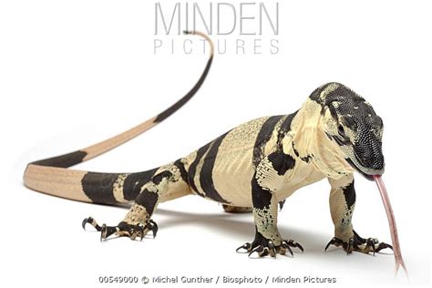 Lace Monitor Lizard stock photo - Minden Pictures