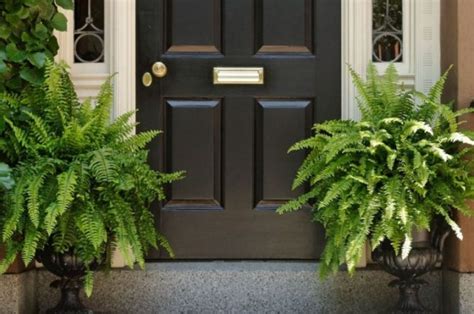 5 Plantas Que Debes Colocar En La Entrada De Tu Casa Para Alejar Envidias