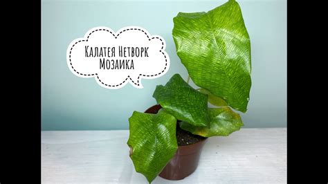 Калатея Мозаика Нетворк. Calathea Network Musaica. - YouTube
