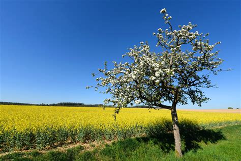 Photos Nord Meusien Les Champs De Colza De Meuse Sont En Fleur