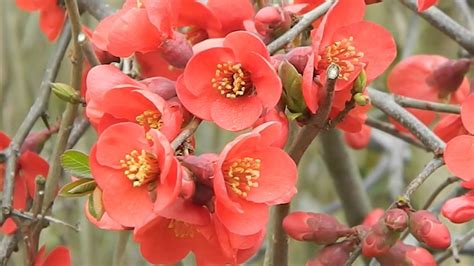 Chaenomeles Japonica Youtube