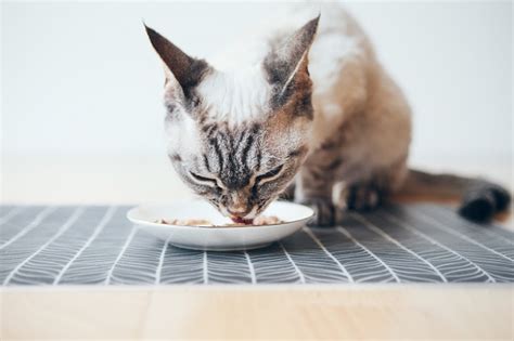 Sete Alimentos Humanos Que Os Gatos Podem Comer Revista Meu Pet