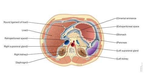 Abdominal Wall Anatomy Cross Section