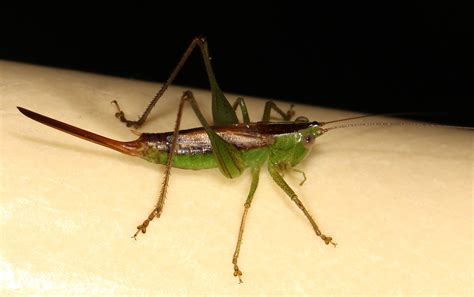 Short Winged Meadow Katydid Species Conocephalus Brevipen Flickr