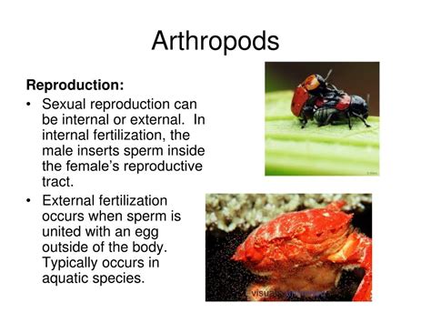 Ppt Arthropods Powerpoint Presentation Free Download Id 2143124