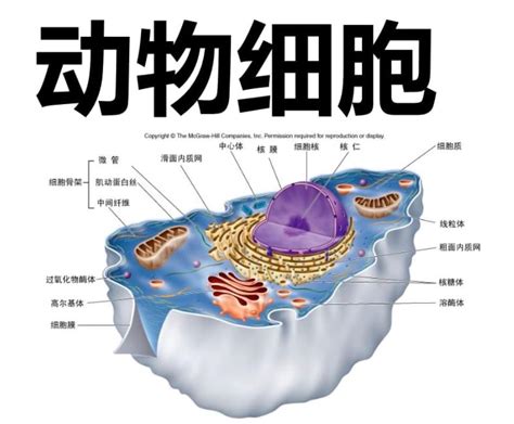 动物细胞 快懂百科