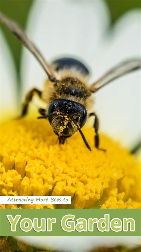 Attracting More Bees To Your Garden Recommended Tips