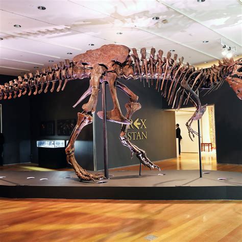 28 Most Expensive Dinosaur Fossil AunahAynsley