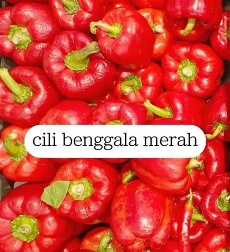 kenali jenis cili benggala    pasaran  khasiatnya