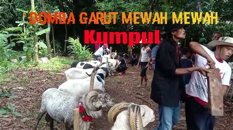 Kontes Domba Garut Seni Ketangkasan Domba Garut Youtube