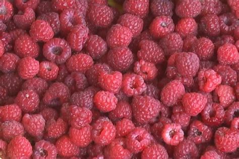 SVUDA SE TRAŽE BERAČI MALINA NUDE IM VELIKE DNEVNICE SMEŠTAJ I HRANU