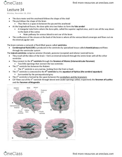 Anat Lecture Notes Fall Lecture Superior Sagittal