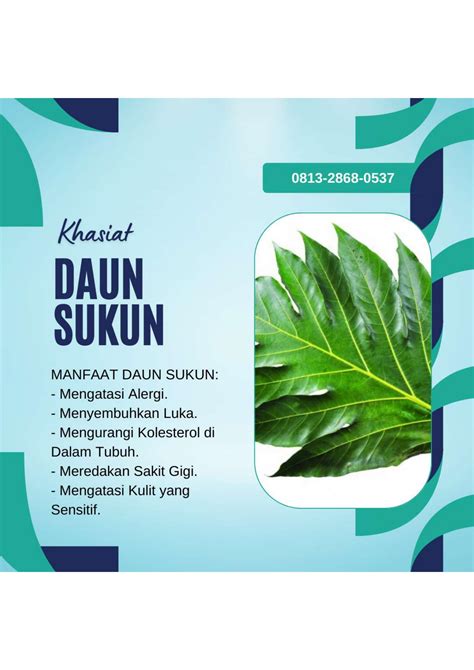 Higenis Call Pusat Budidaya Herbal Daun Sukun Kering