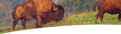 High Adventure Hunting Ranch | Trophy Deer, Elk Hunts, Wild Boar, Buffalo