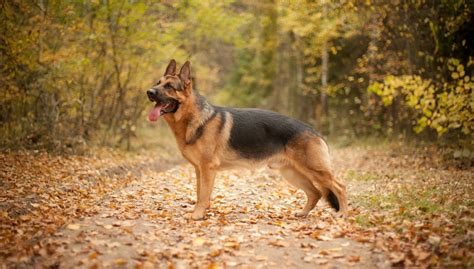 Ciobănesc German Caracteristici Rasă Câine Tărâmul Animalelor