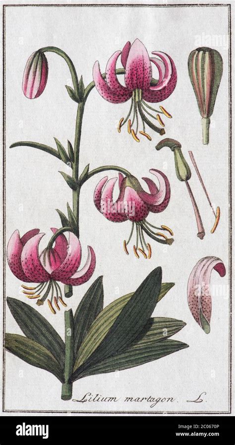 Martagon Lily Lilium Martagon Hand Coloured Copper Engraving By