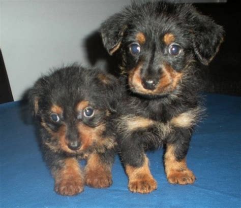 Dorkie Dachshund Yorkie Mix Info Temperament Puppies Pictures