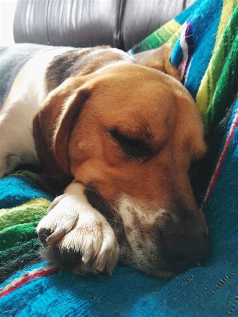 Sleeping beagle | Beagle, Animals, Dogs