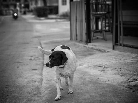 Perro Callejero En La Calle Foto Premium