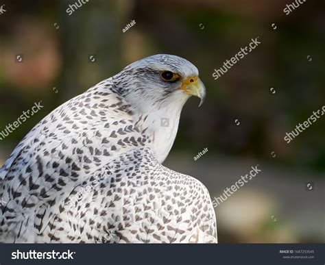 7,202 Grey Falcon Images, Stock Photos & Vectors | Shutterstock