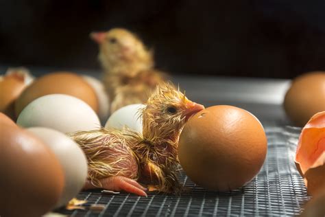 4 Egg Incubator Trends To Decrease Chick Mortality Condair