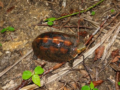 Ryukyu Yellow Margined Box Turtle In October By Orthoptera Jp