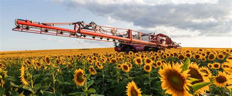 Sunflower Crop