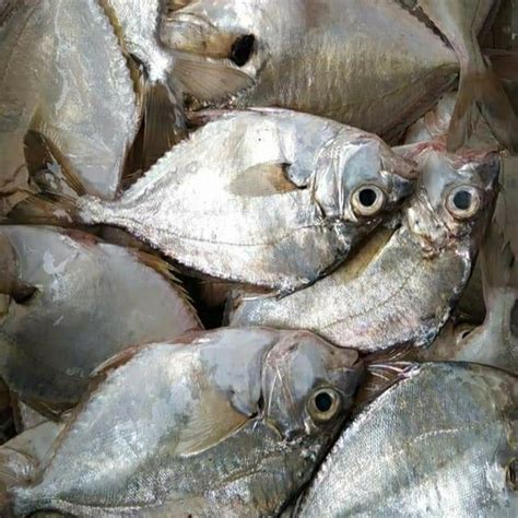 Jual Ikan Petek Segar Ikan Petek Kg Hasil Laut Segar Jakarta Utara