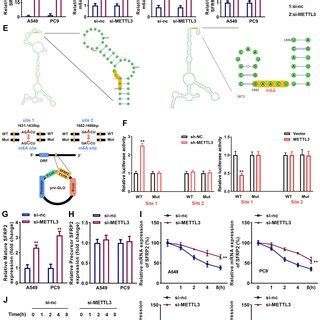 Knockdown Of Mettl Alleviated The Malignant Traits Of Nsclc Cells The