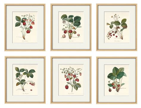 Strawberry art fruit art print Vintage kitchen art print | Etsy