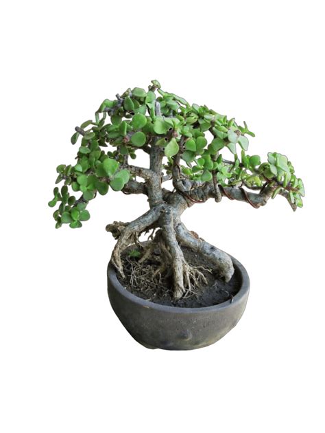 Jade Bonsai Portulacaria Afra Bonsai Informal Upright Style Mame