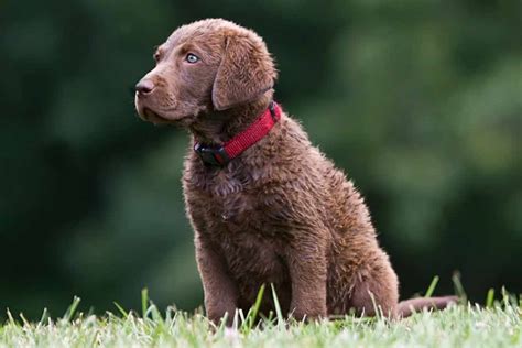 Chesapeake Bay Retriever Dog Breeds Facts Advice And Pictures