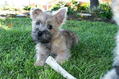 Cairn Terrier Puppies Images | Puppies Dog Breed Information Image Pictures